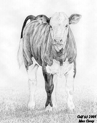 Calf