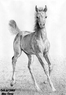 Colt